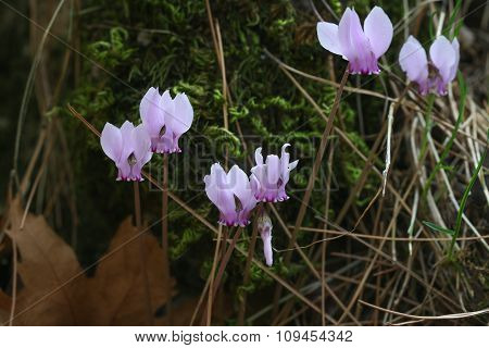 Pink purple cyclamen wild flowers.