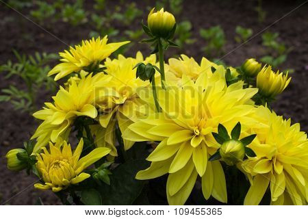 Chrysanthemum indicum Linn