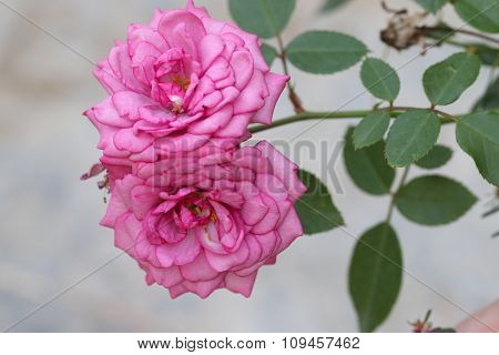 Pink rose in garden.