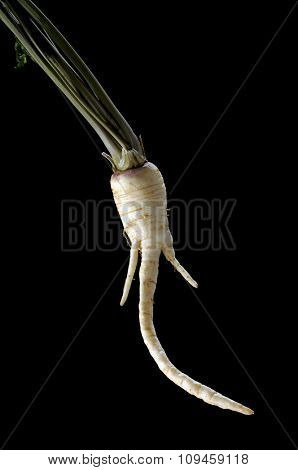 horseradish