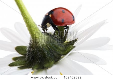 ladybug on flower petals