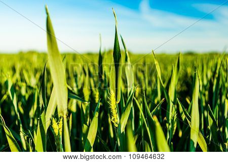 Green Cornfield In Fehmarn, Germany