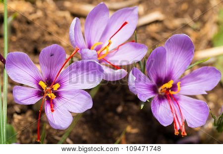 Close up of Crocus sativus flower on field