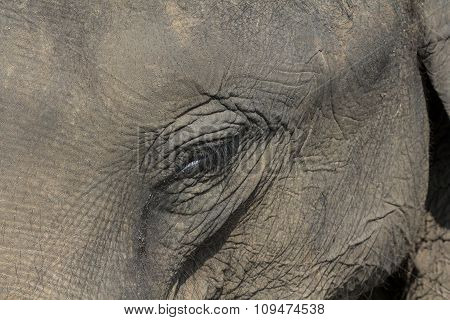 Asian Elephant Eye