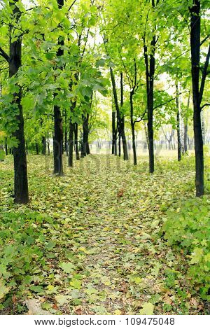 Path In The Park With Green Trees