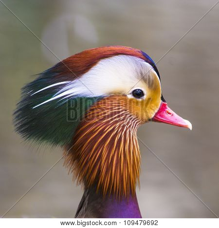 Head Of Mandarin Duck