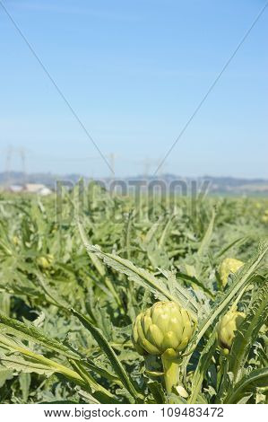 Artichoke field with a heavy industrial facility that has smoke stacks creating an environmental conflict out of focus in the distance