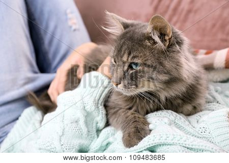 Woman takes in hands beautiful grey cat on sofa in the room