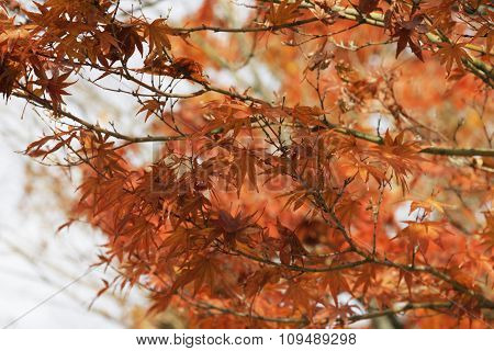 Orange  Leaves Branch On Trees Closeup In Autumn