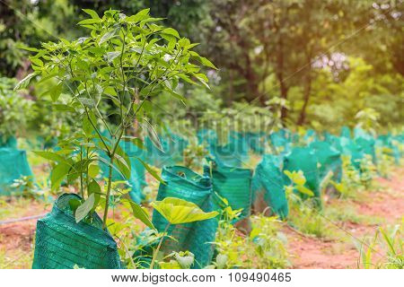 Young Plant A Tree In Agricultural Farm