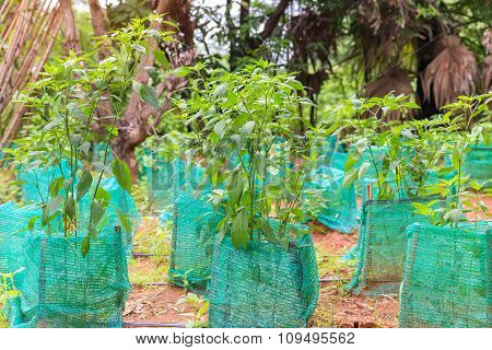 Young Plant A Tree In Agricultural Farm