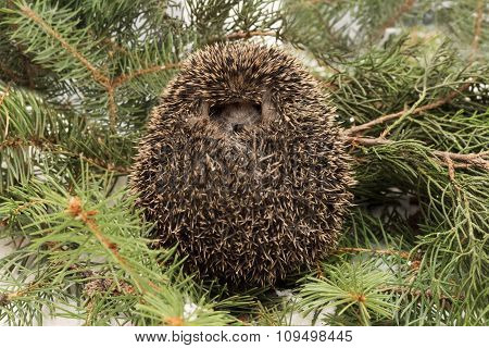 Frightened hedgehog balled up on background fir and juniper branches