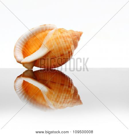 Sea Shell of The Phalium Bandatum on glass plate. Decorative object on white background.