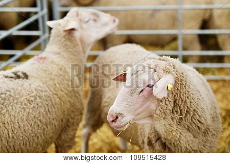 Sheep Grazing In A Sheep Farm