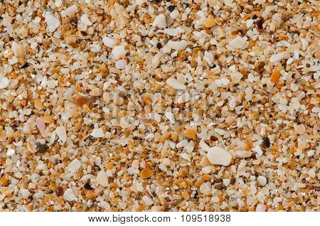 Natural Background Of Small Shells
