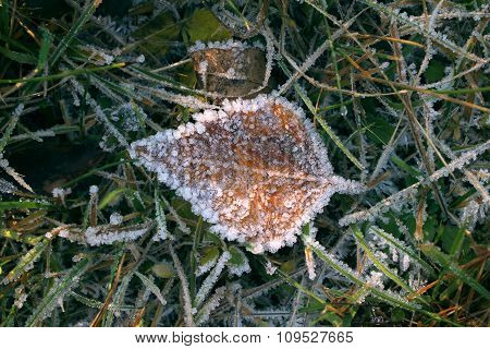 Plant covered with frost