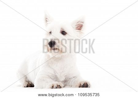 Maltezer Lays Down