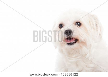 Portrait Of A Maltezer