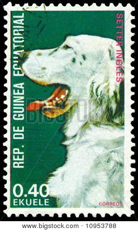 Vintage posta pulu. İngiliz Setter.