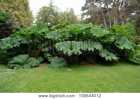 Giant Gunnera