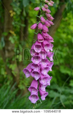 digitalis purpurea