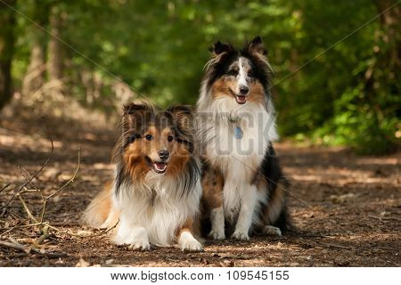 2  Border Collie Dogs In The Forest