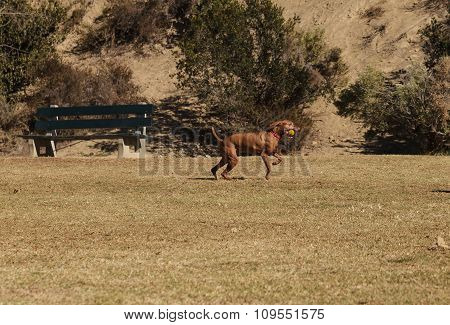 Visla mix dog playing with a ball