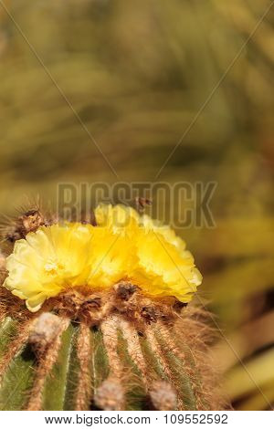 Yellow cactus flower on Notocactus warasii