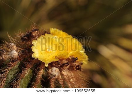 Yellow cactus flower on Notocactus warasii