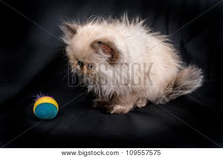 Young Blue Point Himalayan Persian Kitten
