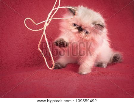 Young Blue Point Himalayan Persian Kitten