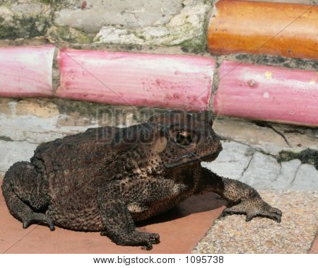 Bullfrog Productions in thailand