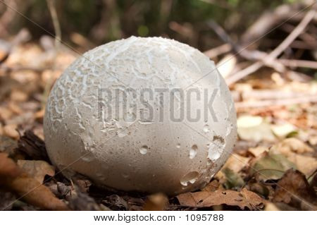 Mushroom Sclerodermataceae.