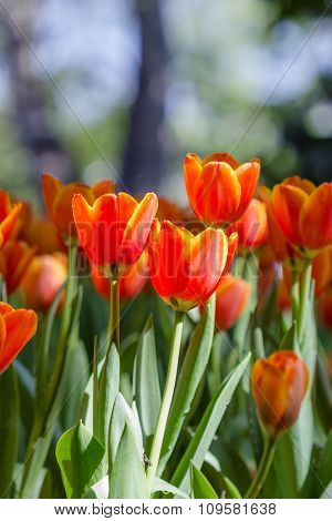 Blooming Spring Flowers Tulips In The Garden