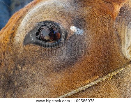 Close up View of Cow's Eye