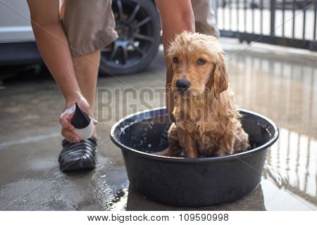 Golden Retriever Gets A Bath