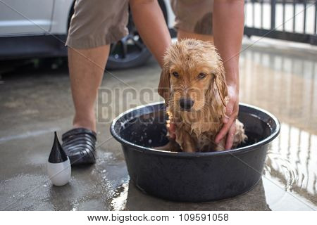 Golden Retriever Gets A Bath
