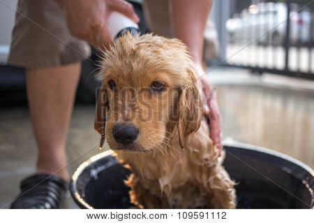 Golden Retriever Gets A Bath