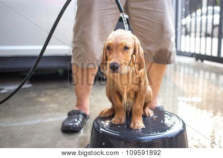 Golden Retriever Gets A Bath