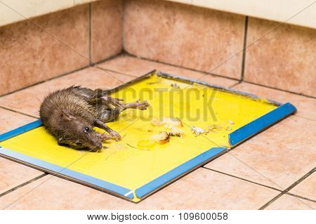 Rat Captured On Disposable Glue Trap Board On Kitchen Floor