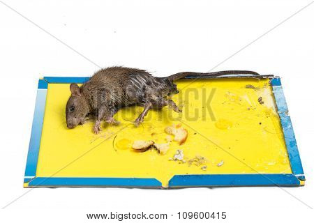 Rat Captured On Disposable Glue Trap Board Isolated In White