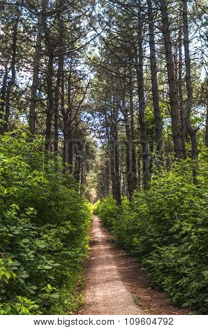 forest trail