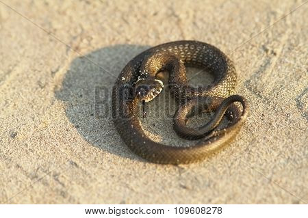 Grass Snake On Sand