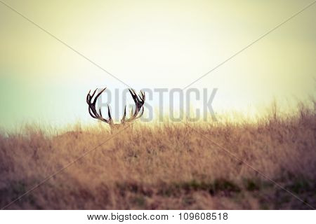 Red Deer Buck Hiding