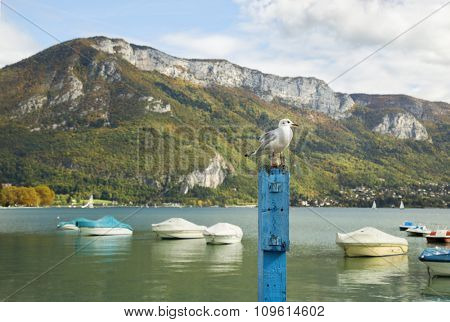 Seagull standing on a blue wooden post in front with Annecy lake and Alpes in background.