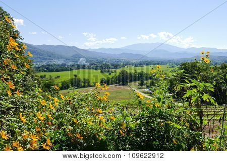 Flowerbed With Mountain And Paddy View