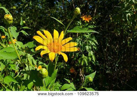 Mexican Sunflower