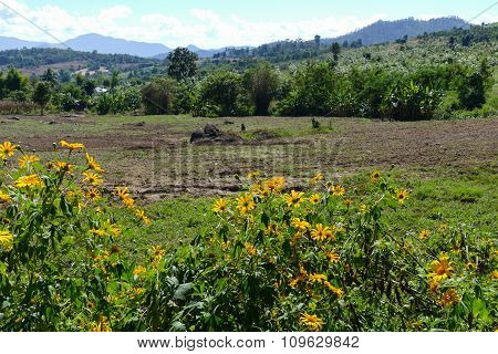 Flowerbed With Mountain View