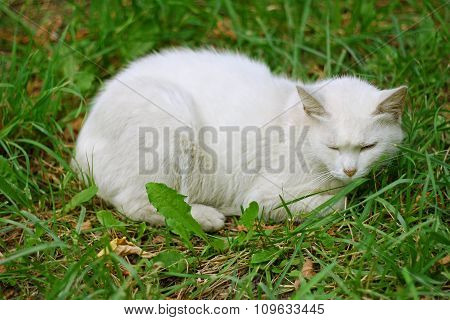 White Cat On Green Grass