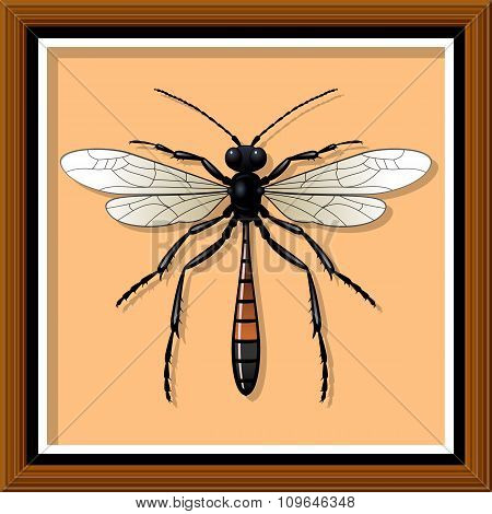 Sand wasp. Vector illustration.